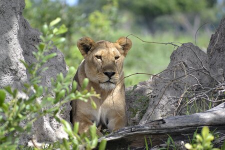 Wildlife lion botswana photo
