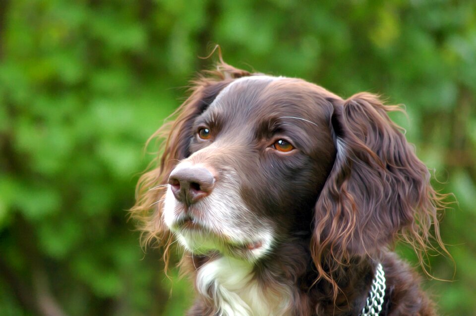 Hide nose purebred dog hunting dog