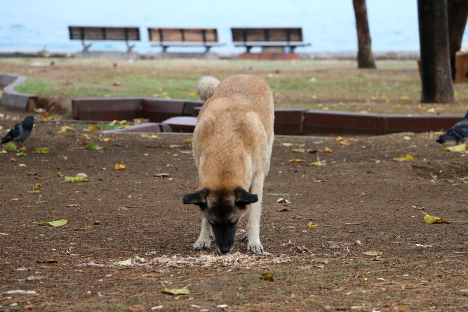 Hungry funny animal