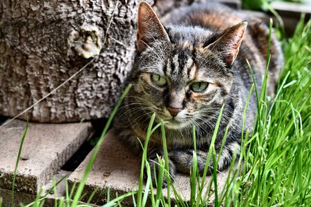 Kitten domestic cat pet