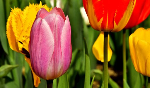 Spring flowers red yellow photo