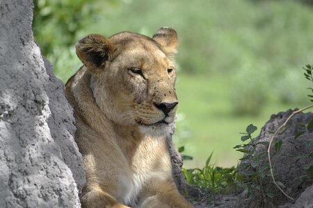 Wildlife lion botswana photo