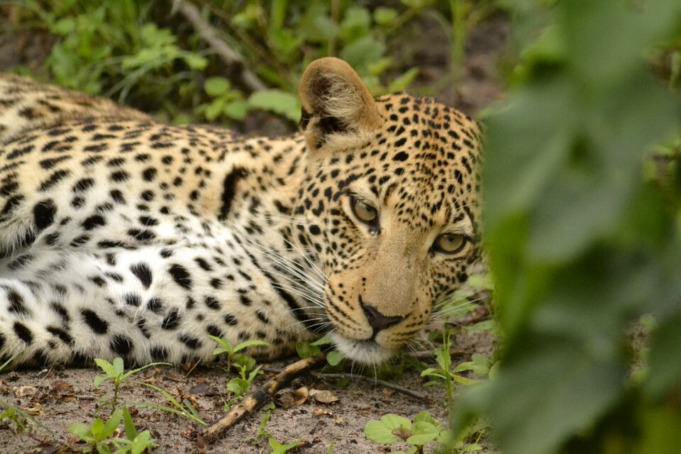Wildlife leopard botswana