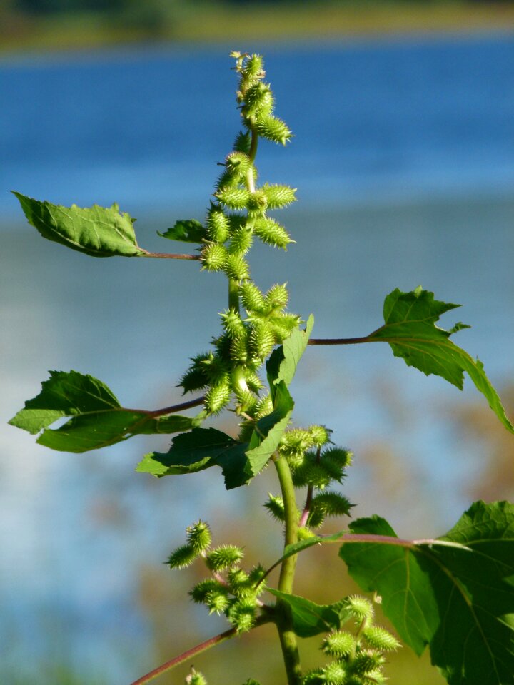 Rough strumarium xanthium