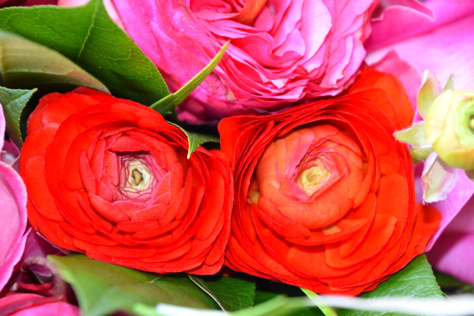 Floral nature floral composition
