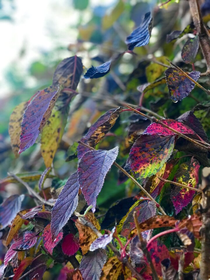 Autumn the leaves behold
