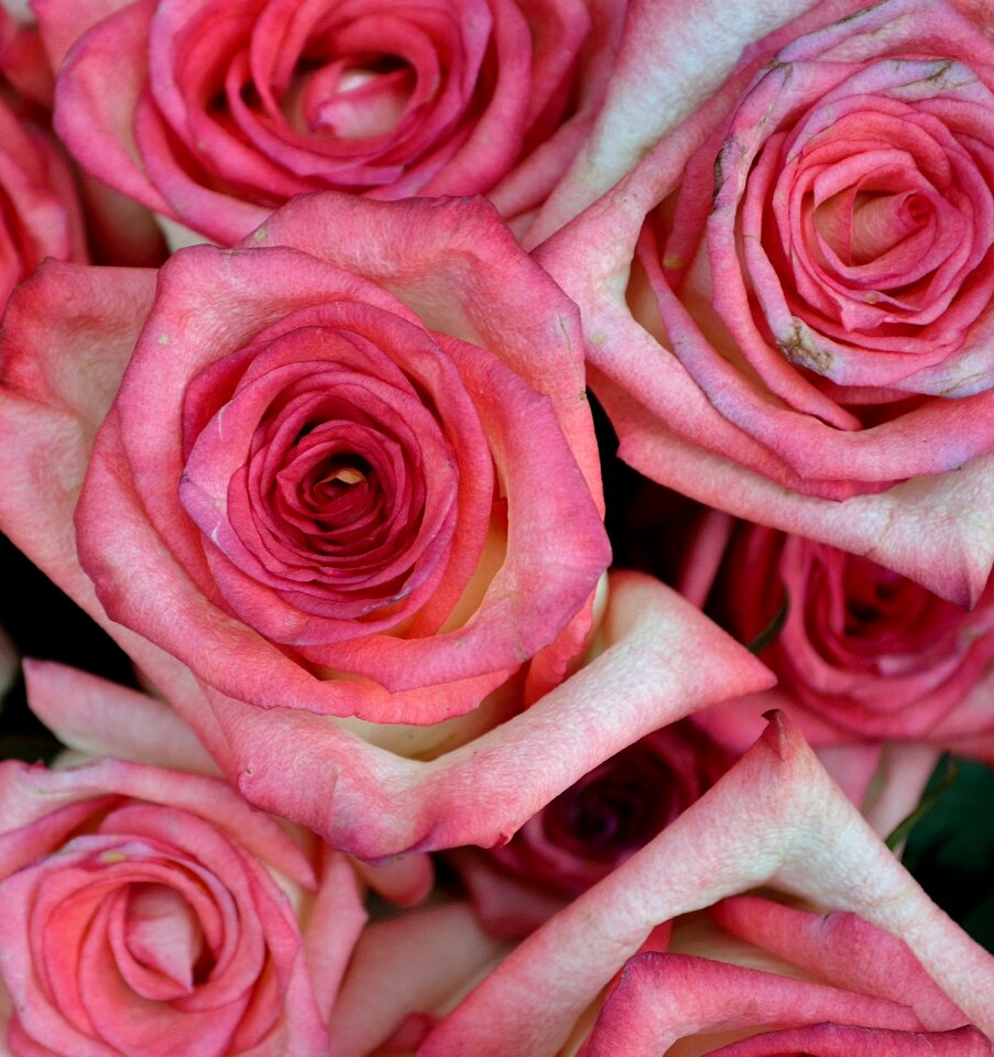 Pink valentine love