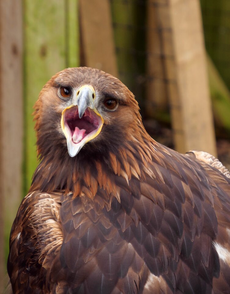 Bird wildlife prey