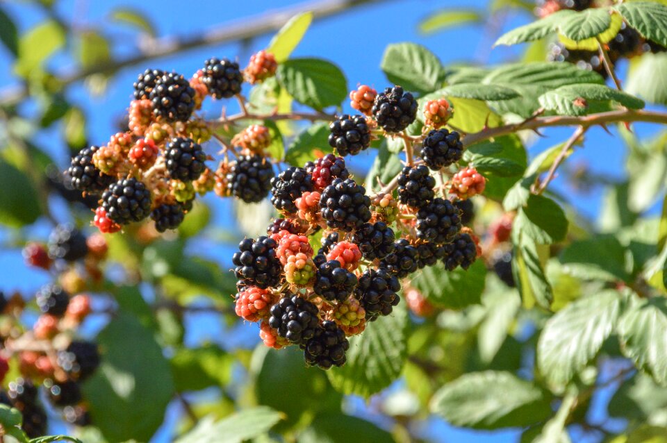 Food leaf berry