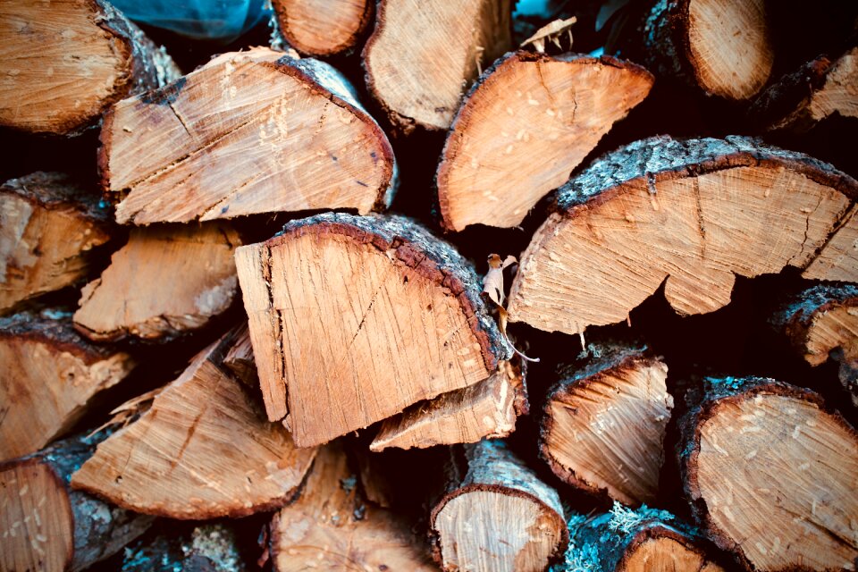 A pile of wood stump autumn