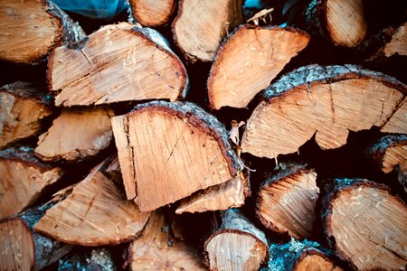 A pile of wood stump autumn photo