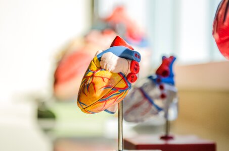 Nerves muscles medical