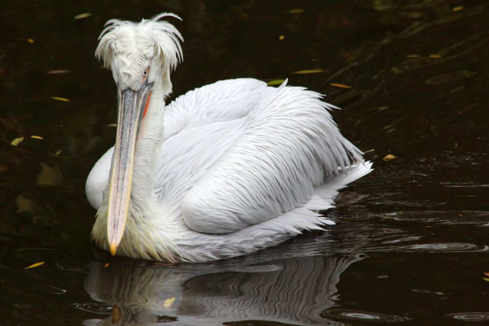 Pen pelican poultry