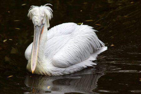 Pen pelican poultry photo