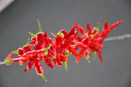 Sharp red chili photo