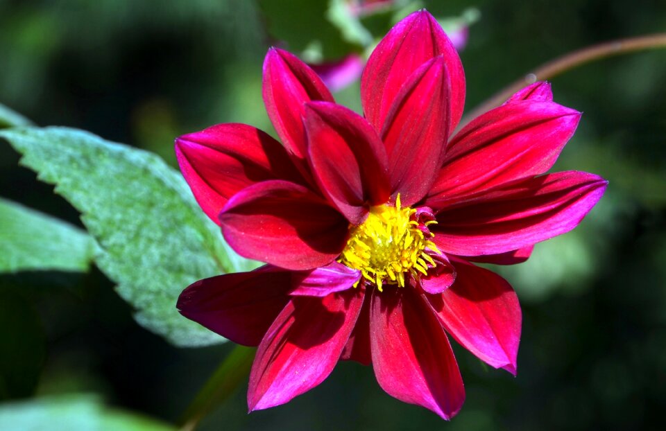 Deep red yellow flora