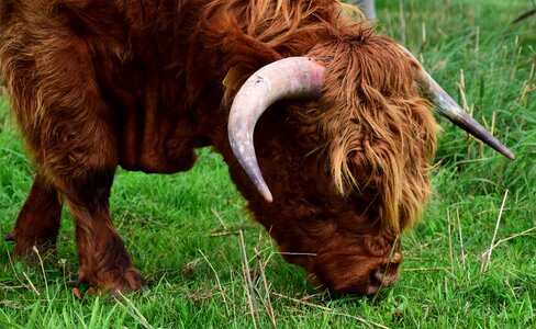 Scottish hochlandrind horns shaggy photo