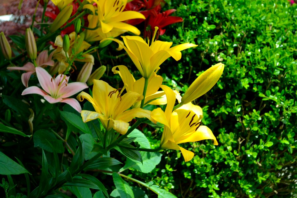 Season summer flower