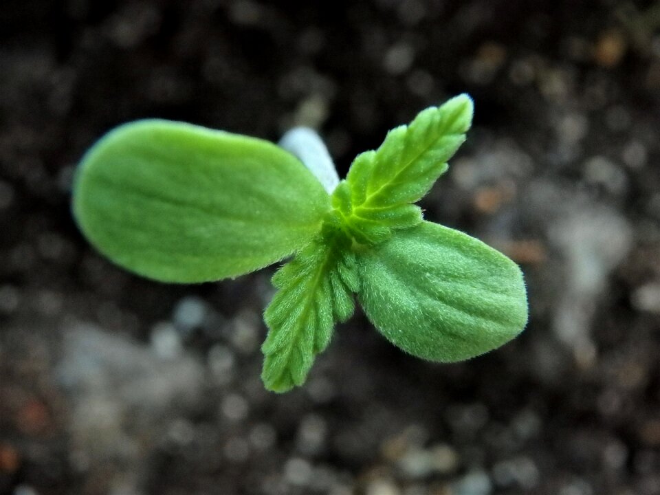 Nature growth cannabis