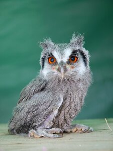 Owl bird portrait