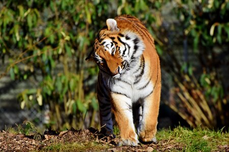 Wildcat tiger head tongue