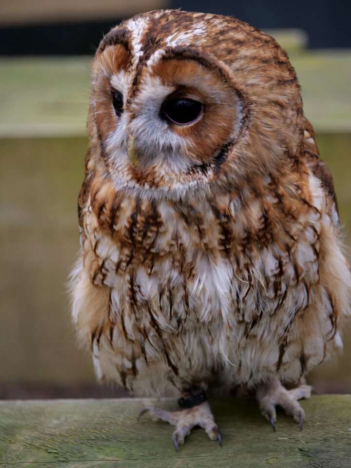 Bird nature mammal