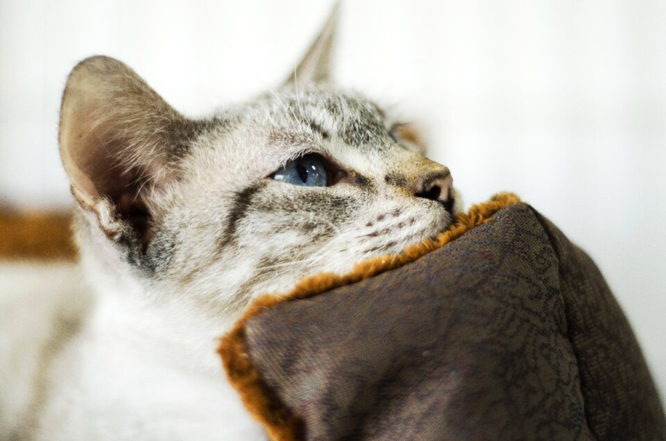 Cute pets portrait
