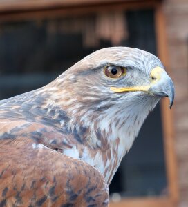 Falconry hawk prey