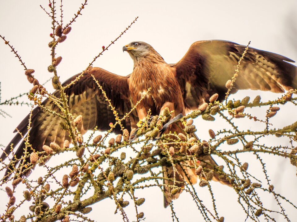 Wildlife bird animal