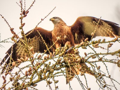 Wildlife bird animal