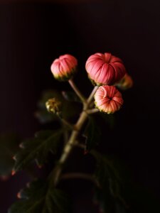 Flowers chrysanthemum plants