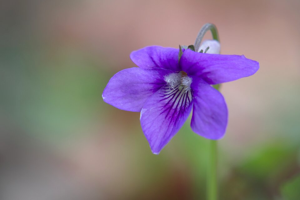 Plant flower forest violets