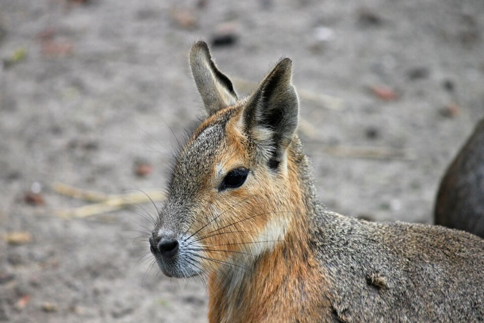 Pampashase rodent argentina