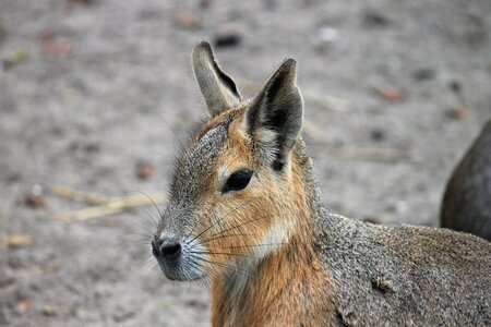 Pampashase rodent argentina photo