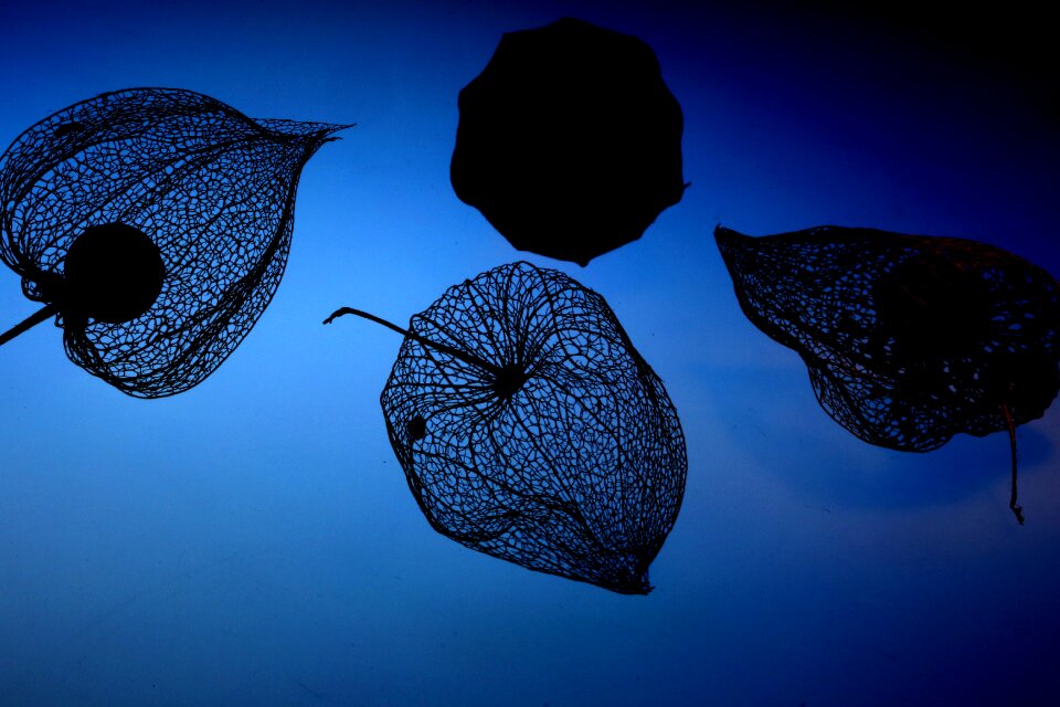 Blue physalis blue lantern flower