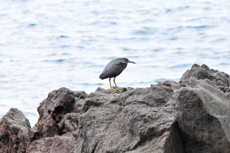 Bird ocean cross rabbit
