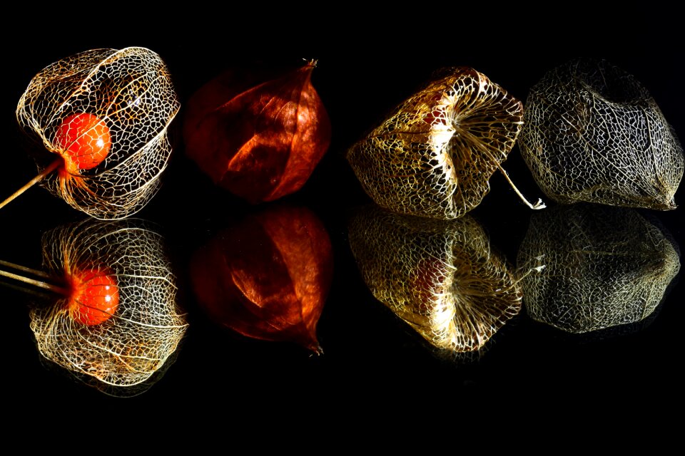 Physalis blue lantern flower bladder cherry