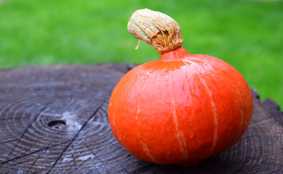 Orange gourd harvest