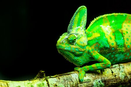 Animals chameleons nature