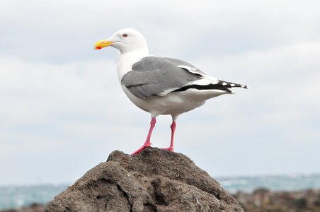 Waters beach seguro seagulls