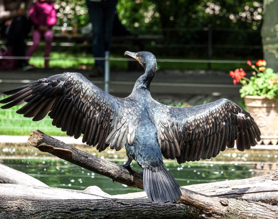 Plumage nature animal