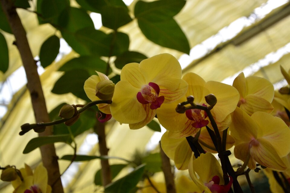 The colour yellow plant exotic