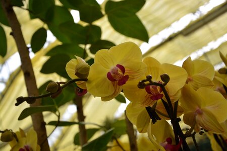 The colour yellow plant exotic photo