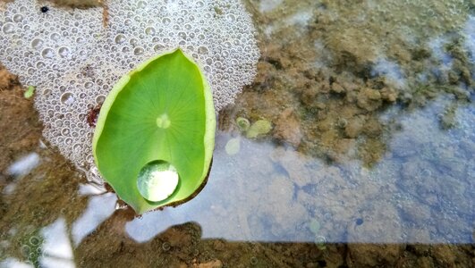 Flora leaf water