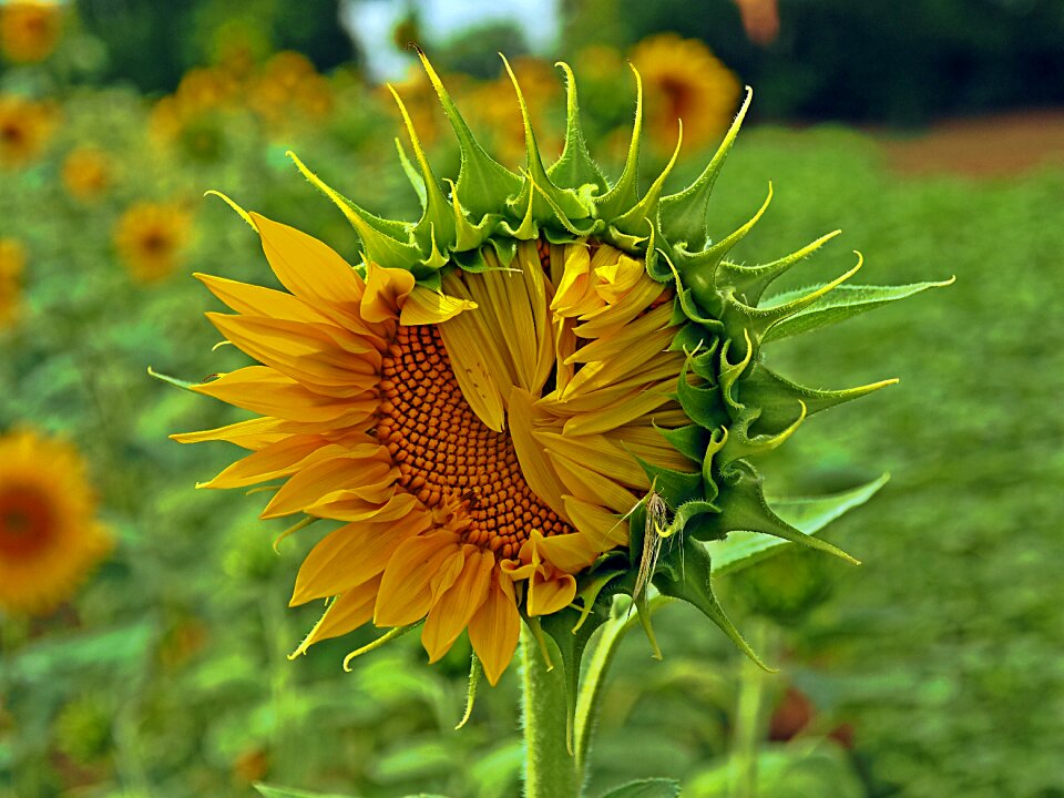 Flower leaf sunflower