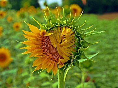 Flower leaf sunflower photo