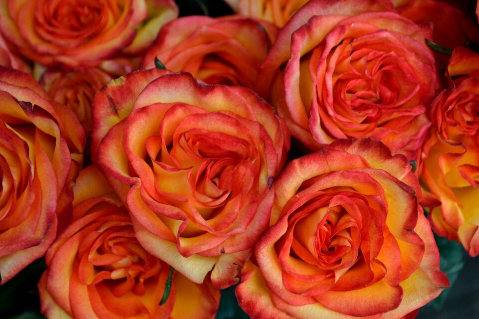 Flower nature plant