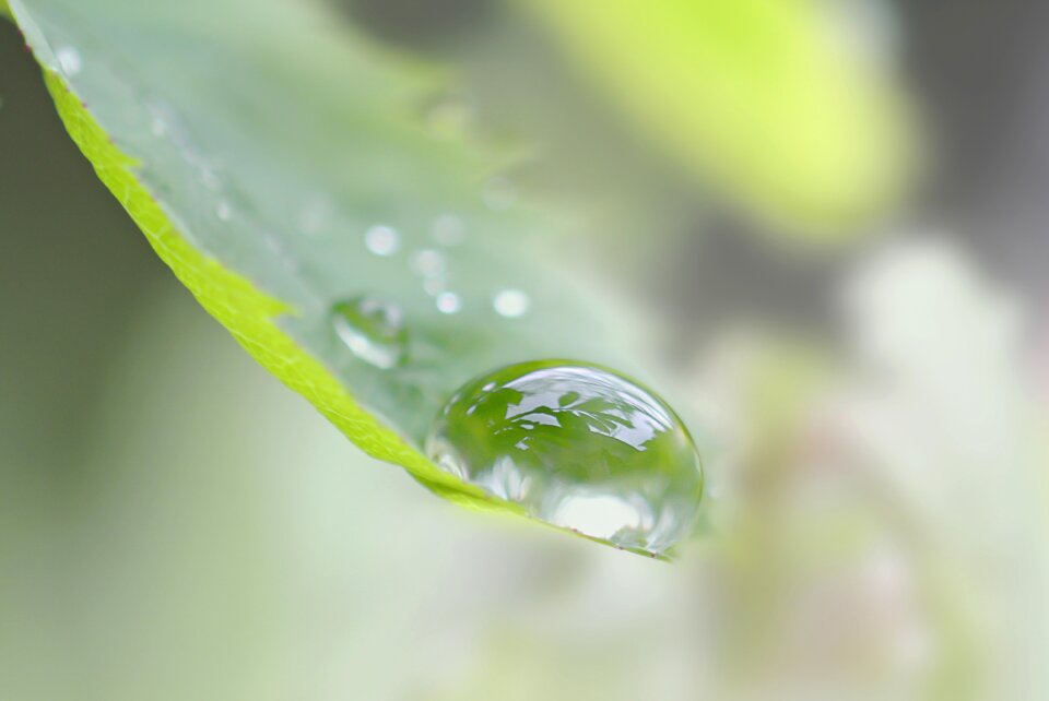 Dew rain reflection