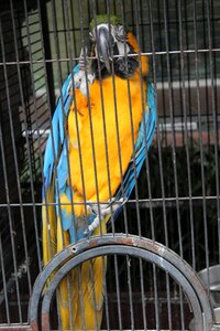 Cage pet birds photo