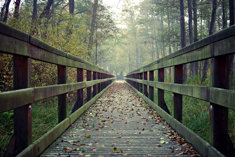 Footbridge handrail forest